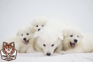 The Snow Ball Samoyed Puppies - Samoyed Dog