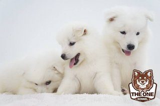 The Snow Ball Samoyed Puppies - Samoyed Dog