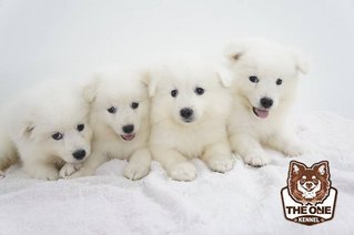 The Snow Ball Samoyed Puppies - Samoyed Dog