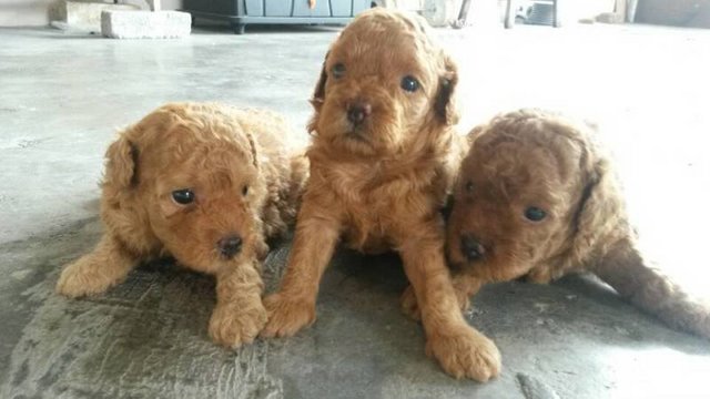 High Quality Toy Poodle Puppy!!!!! - Poodle Dog