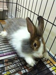 Jacky - Angora Rabbit Rabbit