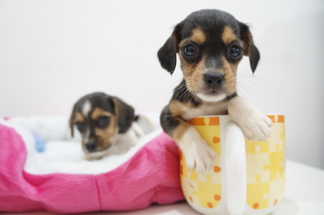 Super Mini Size Beagle Puppies - Beagle Dog