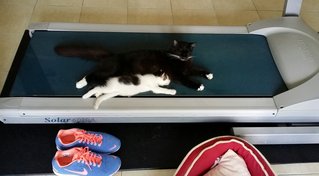 Dot & Ming, tired on the treadmill