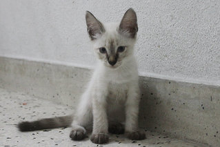 PF61764 - Javanese Cat