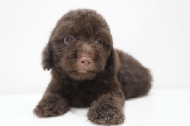 Coca Cola Tiny Poodle - Poodle Dog