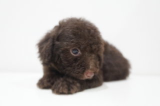 Coca Cola Tiny Poodle - Poodle Dog