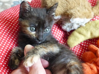 A M B E R  - Tortoiseshell + Domestic Short Hair Cat