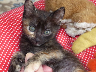 A M B E R  - Tortoiseshell + Domestic Short Hair Cat