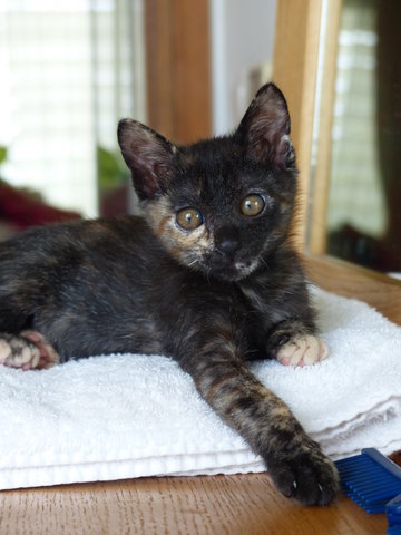 A M B E R  - Tortoiseshell + Domestic Short Hair Cat