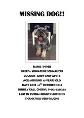 Piper - Schnauzer Dog