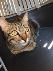Miu Miu - American Shorthair + Tabby Cat