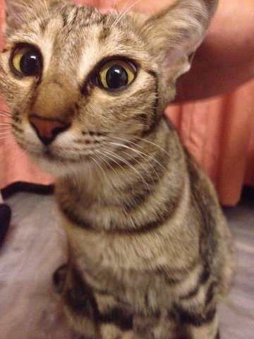 Miu Miu - American Shorthair + Tabby Cat
