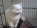 Chemor - Persian Cat