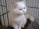 Chemor - Persian Cat