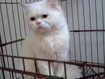 Chemor - Persian Cat