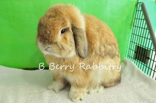 Holland Lop - Orange 1910 - Holland Lop Rabbit