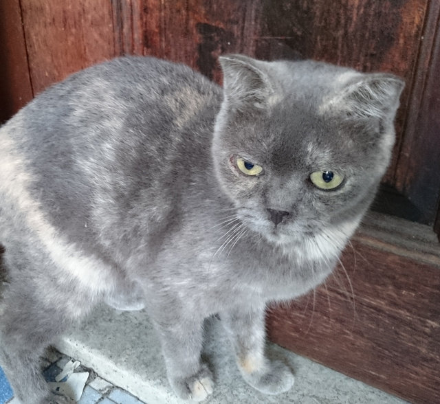 Scottish Fold + Siamese Cat Sold - 7 Years 5 Months, Pophi from ...