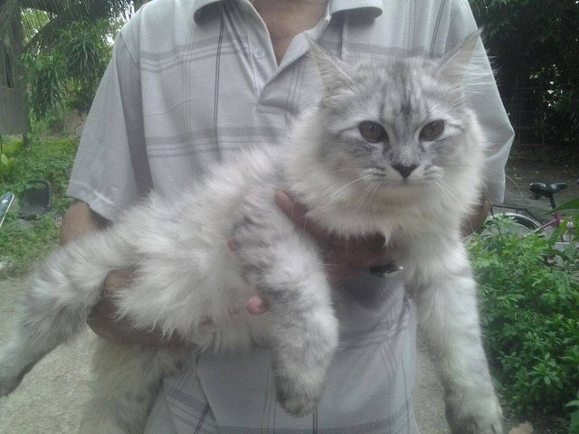 Hercules - Siberian Cat