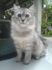 Hercules - Siberian Cat