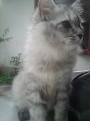 Hercules - Siberian Cat