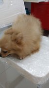 Pom Pom - Pomeranian Dog