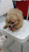 Pom Pom - Pomeranian Dog