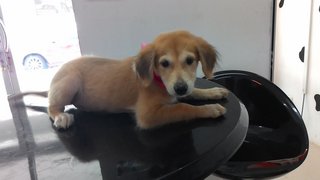 Sandy Puppy - Mixed Breed Dog