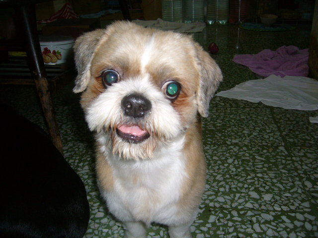 Jackjack - Shih Tzu Dog