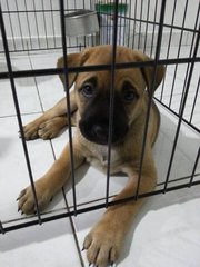 Pup 3 - Adopted by Ms Tan