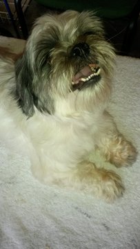 Shih Tzu For Stud  - Shih Tzu Dog