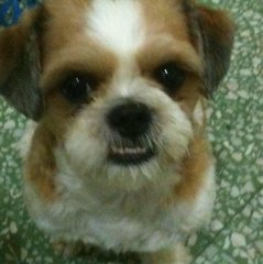 5 Year Old Shih Tzu  - Shih Tzu Dog