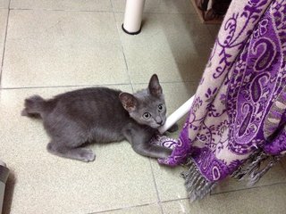 Baby Dark - Domestic Short Hair Cat