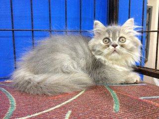 Female Blue Tabby Semiflat Persian - Persian Cat