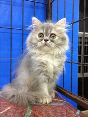 Female Blue Tabby Semiflat Persian - Persian Cat