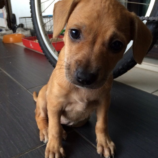 Happy - Mixed Breed Dog