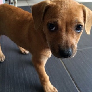 Happy - Mixed Breed Dog