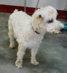 Antonio - Poodle + Schnauzer Dog