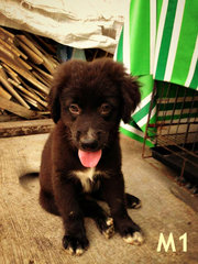 Oversea Union Garden Pups - Retriever Mix Dog