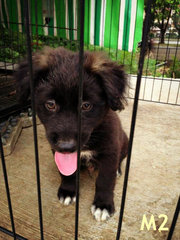 Oversea Union Garden Pups - Retriever Mix Dog