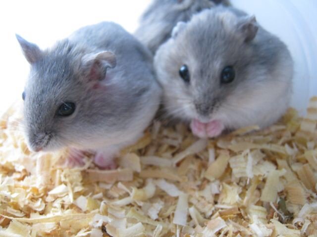 Short Dwarf Hamster Baby Hamsters Sold 4 Years 6 Months Winter