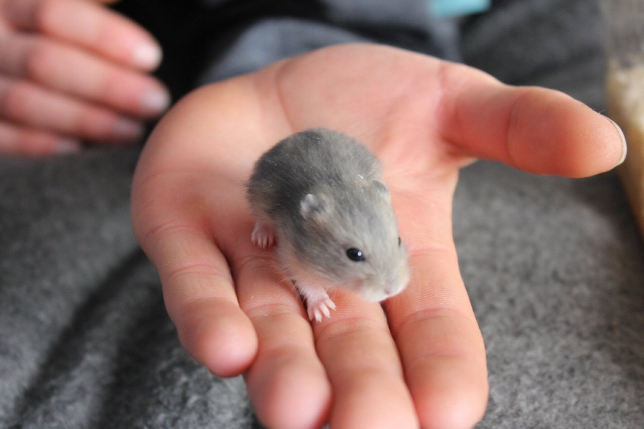 Short Dwarf Hamster Baby Hamsters Sold 6 Years 9 Months, Winter White