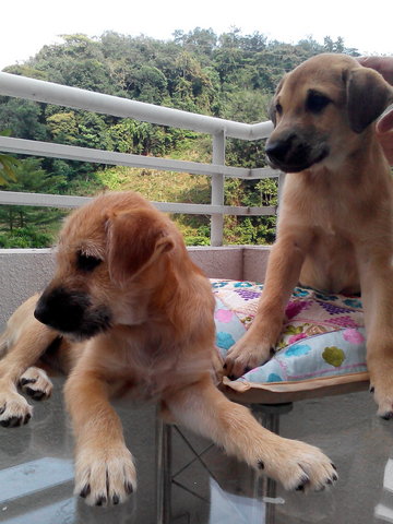 Precious&amp;wanda(Wonderful) - Terrier Mix Dog