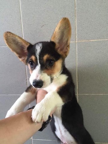 Corgi Puppies Sold - 5 Years 6 Months, Corgi- Important From Taiwan