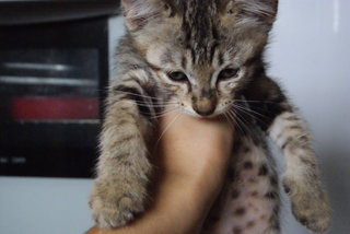 Pillow And 4 Kittens  - Burmilla + Domestic Long Hair Cat