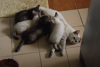 Pillow And 4 Kittens  - Burmilla + Domestic Long Hair Cat