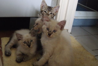 Pillow And 4 Kittens  - Burmilla + Domestic Long Hair Cat