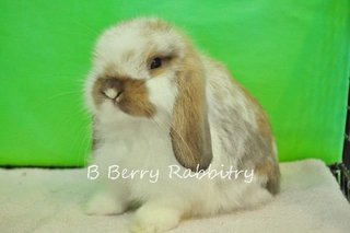 Holland Lop - Broken Tort 1611 - Holland Lop Rabbit