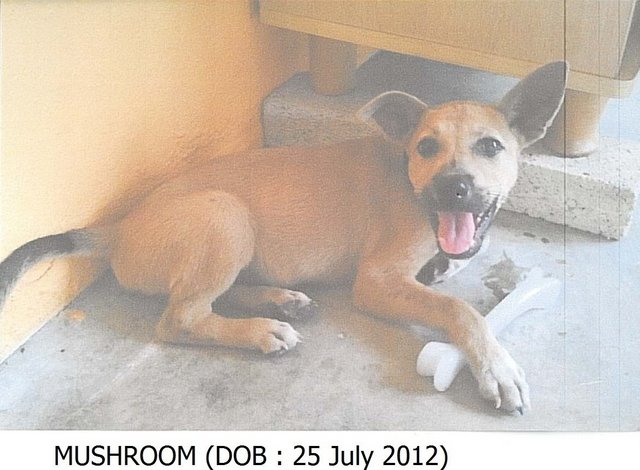 Mushroom - Mixed Breed Dog