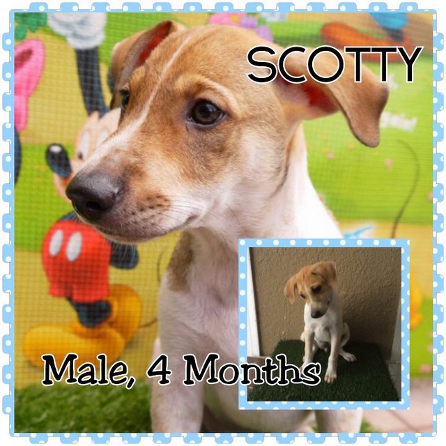 Scotty - Mixed Breed Dog