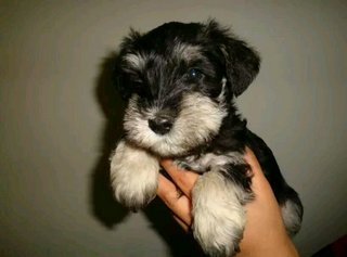 Mini Schnauzer - Schnauzer Dog